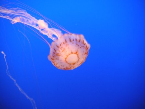 jellyfish