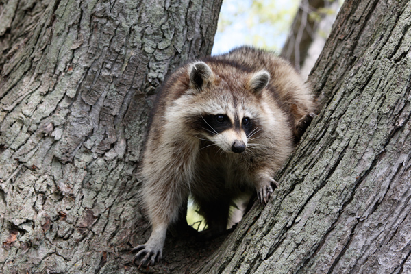 racoon
